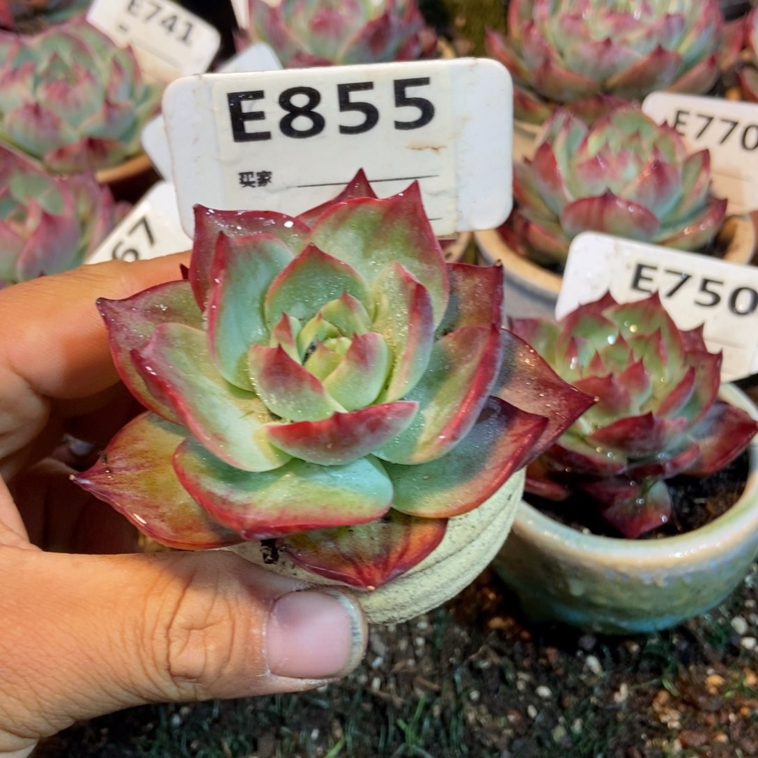 惊鸿一瞥855号多肉