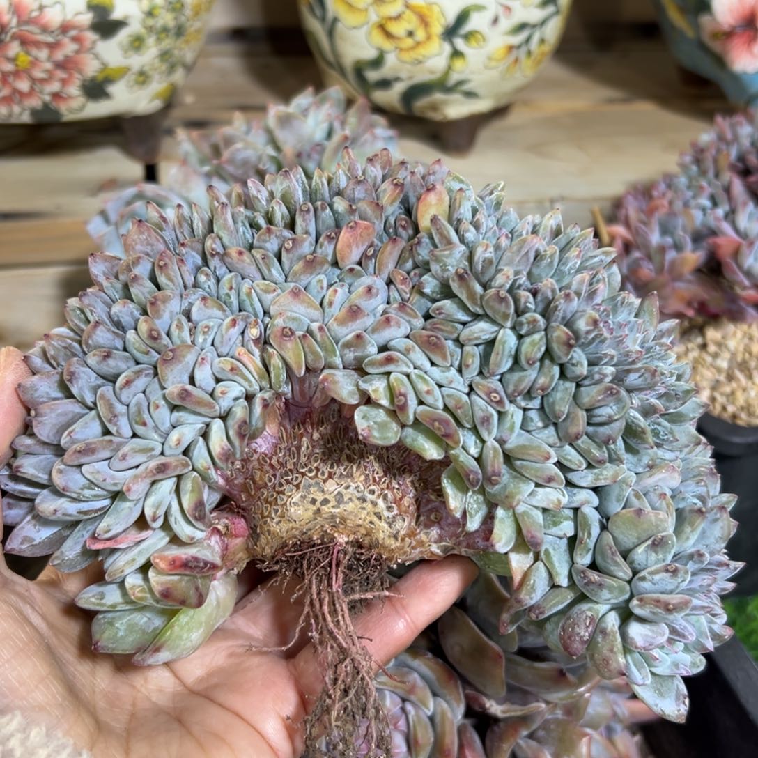 狐***、石榴籽星影鸡蛋腿发货