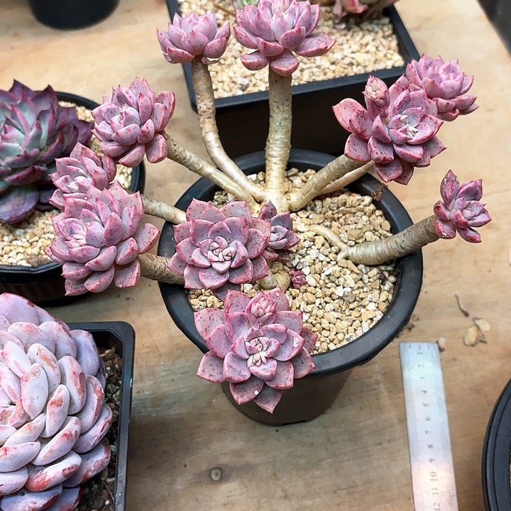 多肉植物，红粉佳人
