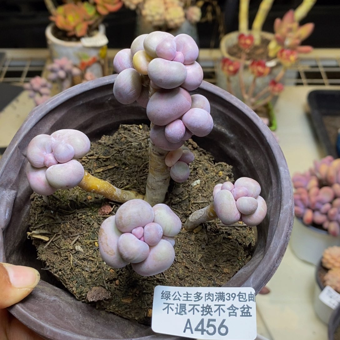 456芭比奶多肉8c m