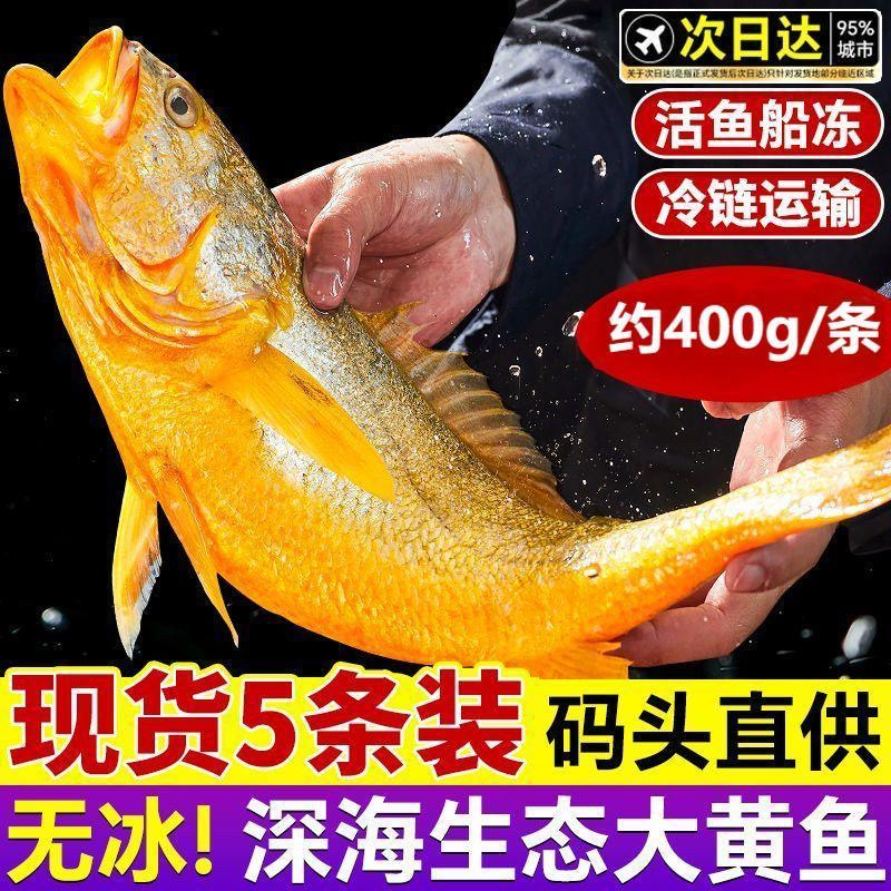 5条大黄鱼净重4斤野生黄花鱼海鲜一条8两左右网捕刮伤福利