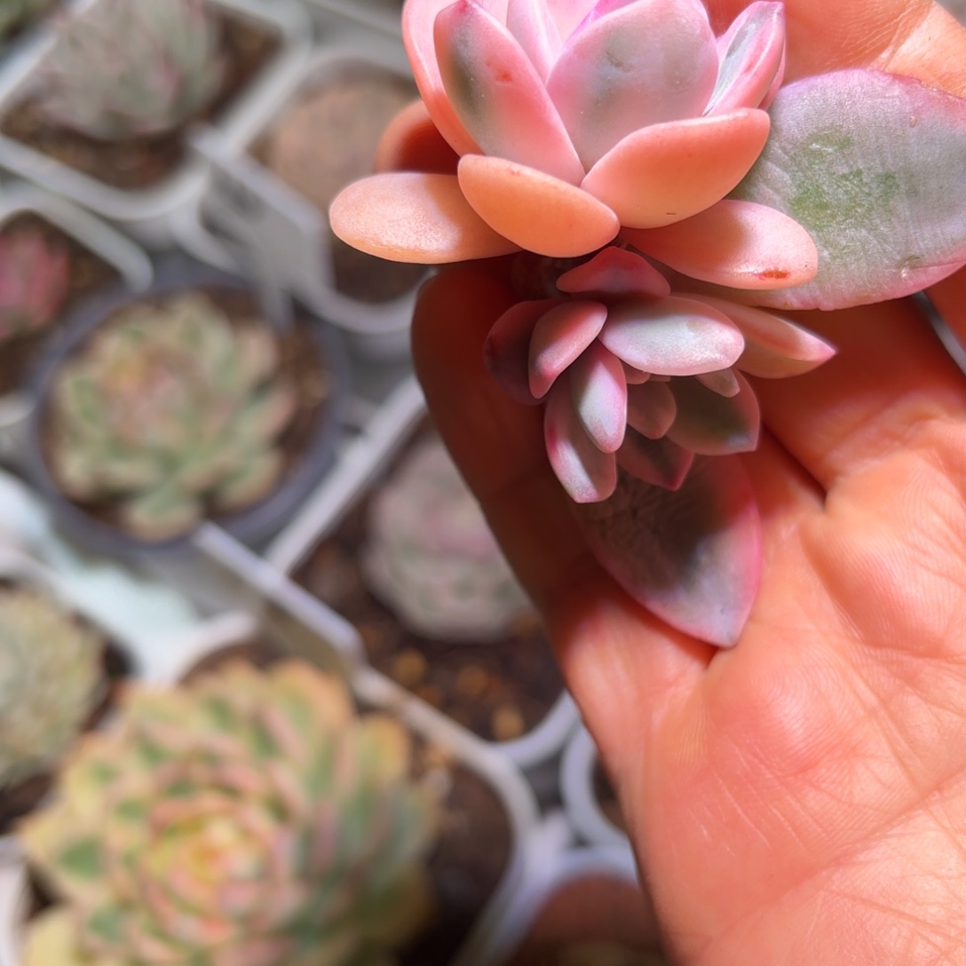 双头奶茶锦多肉植物