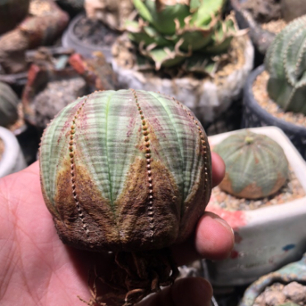 布纹球一物一拍 欧系实生