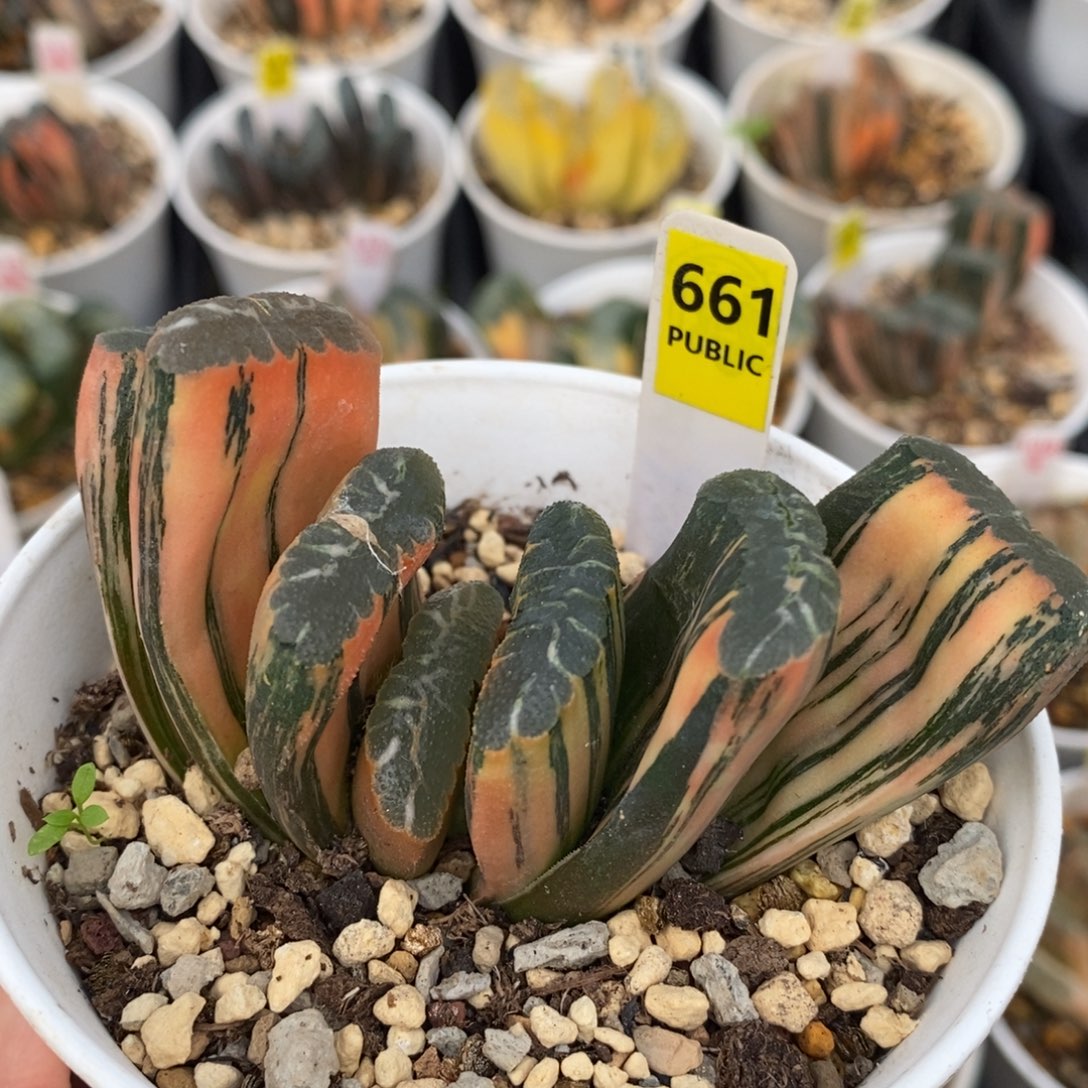不开花植物661赤斑