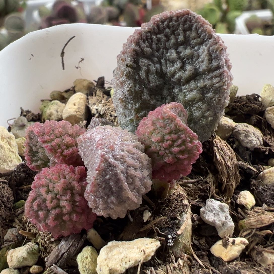 颗粒纹实生新品大苗多肉植物