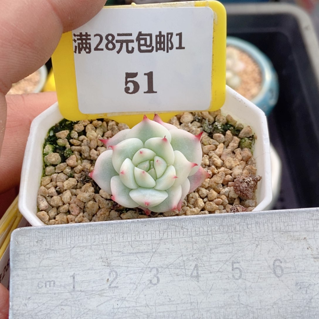 151吉娃娃腹轮锦多肉植物