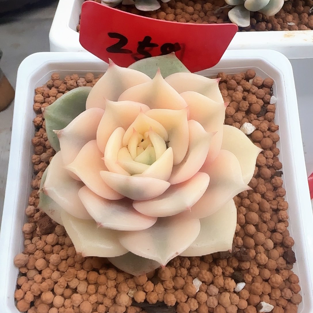 贝加尔湖锦多肉植物