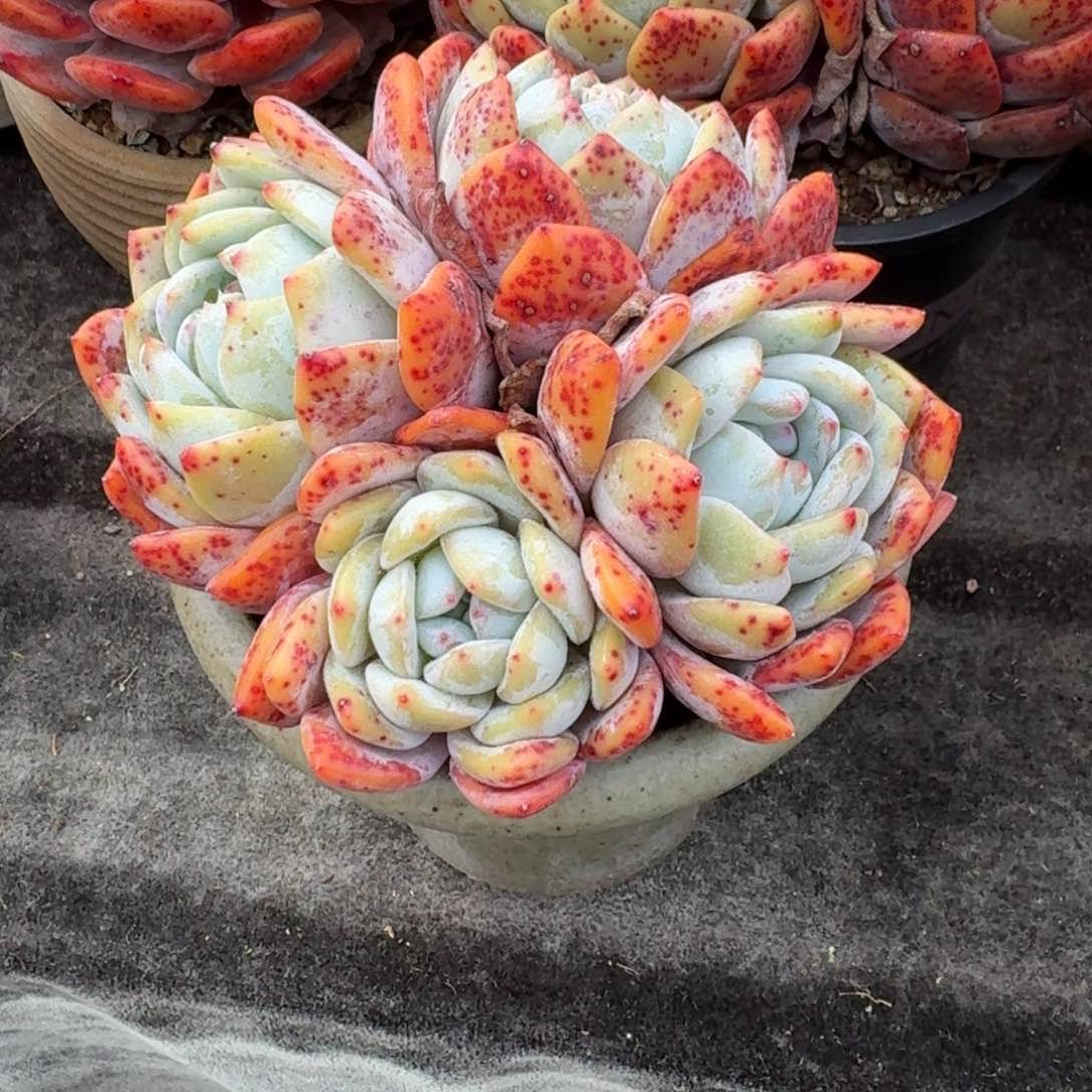 匀称4头，叶片有一点点伤