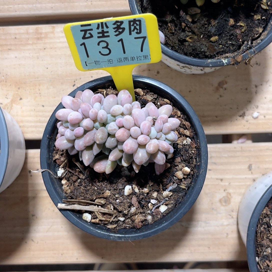 帽***帽云尘多肉一物一拍1317