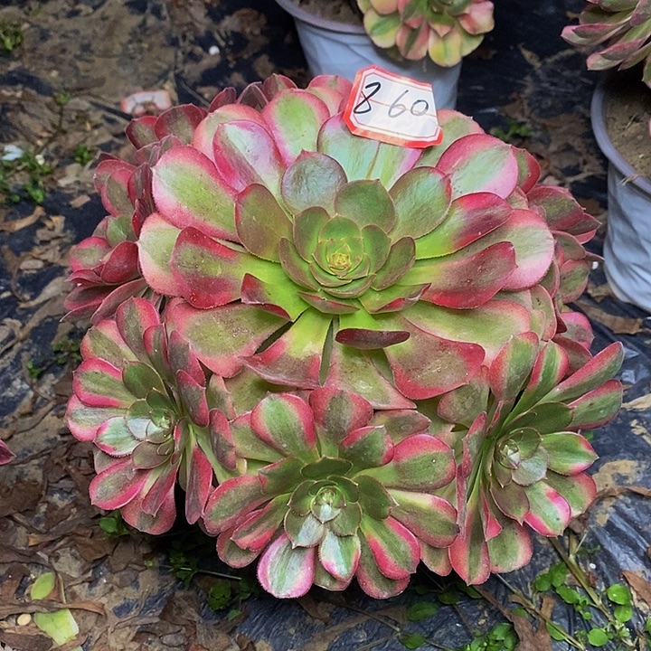 好***情雨荷老桩捧花860号