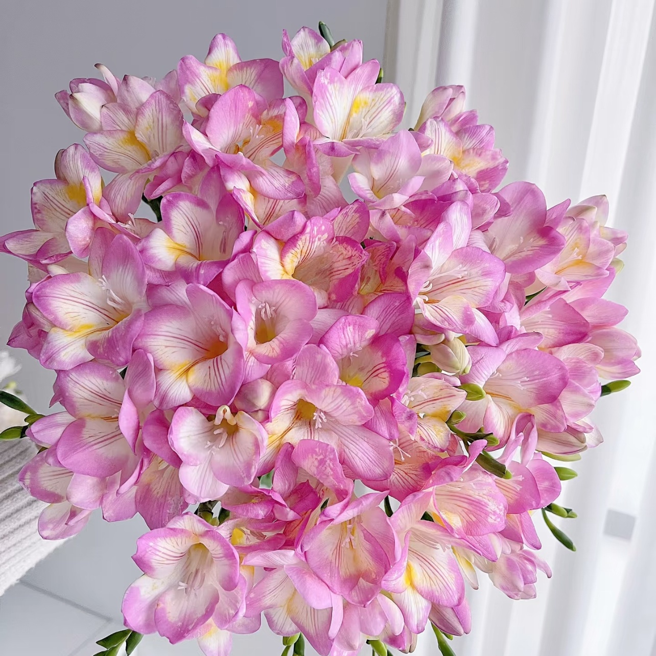 『粉色香雪兰一把』8-10枝 香味浓郁粉嘟嘟 全场任意满两单鲜花顺丰包邮 三单鲜花送玻璃花瓶鲜花直播次日达