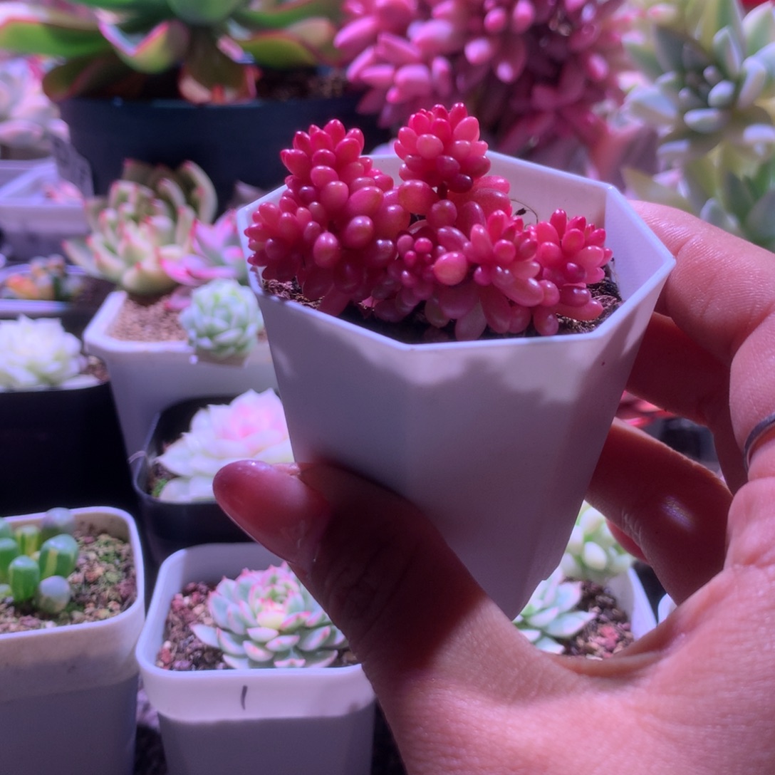 浆果锦母本级别有根