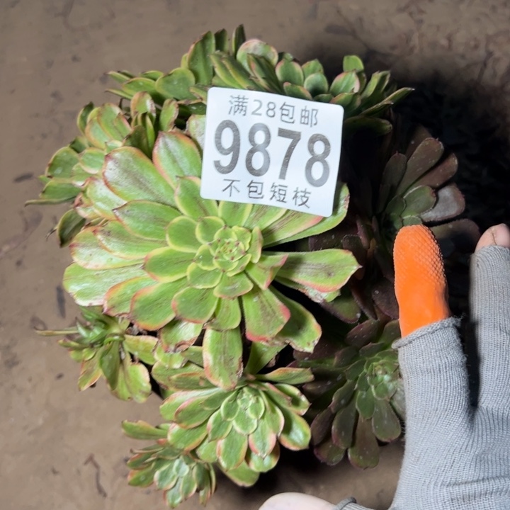 邪玫多肉植物法师9878