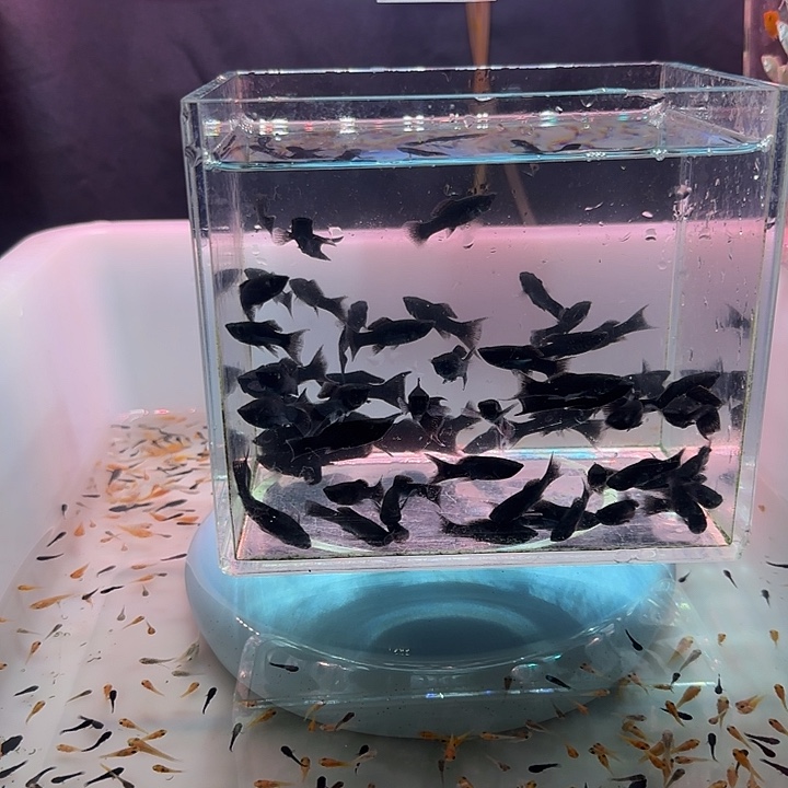 黑玛丽鱼燕墨15条不包损，不包损，不包损