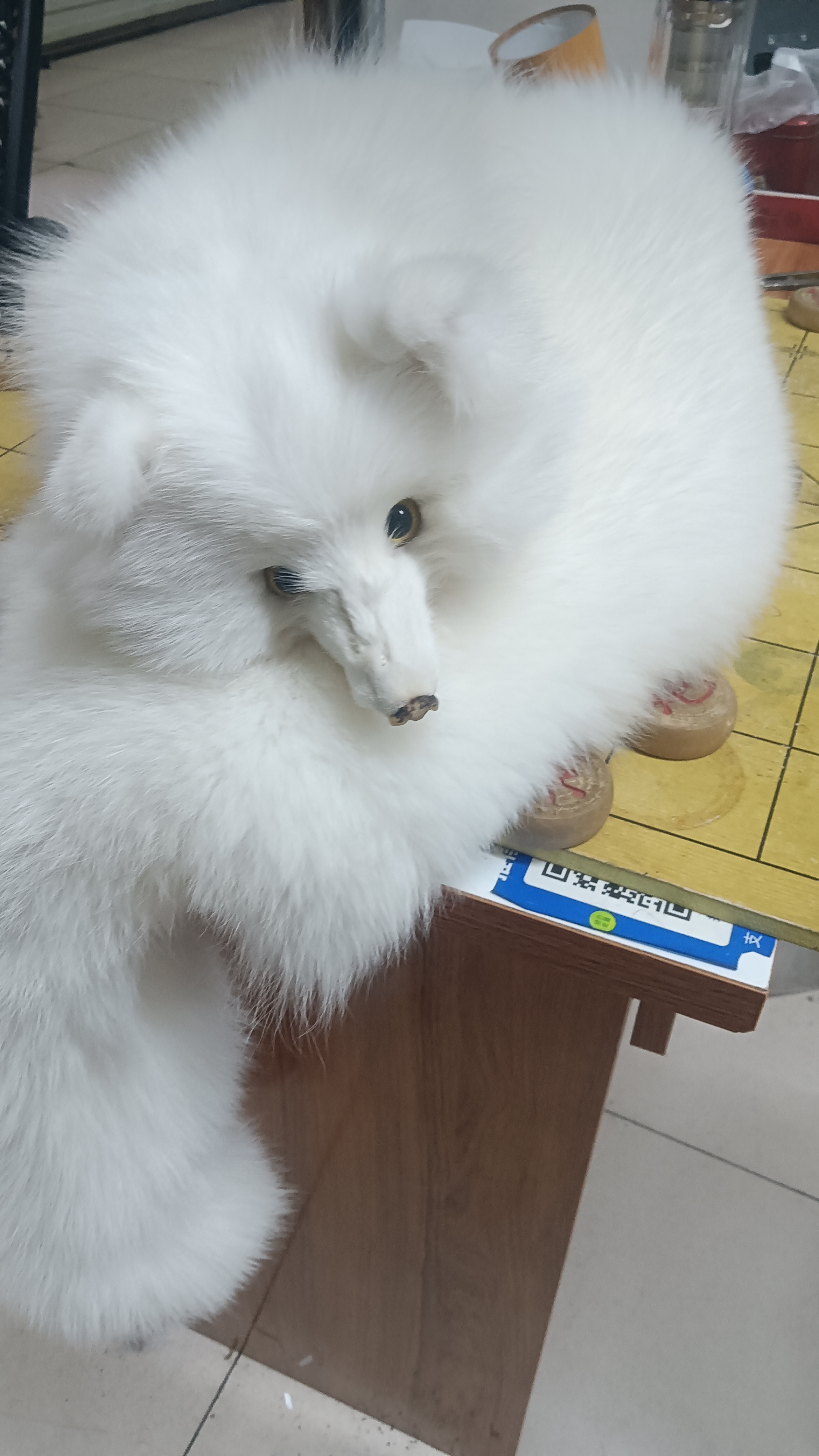 冬季防风白狐整皮围巾