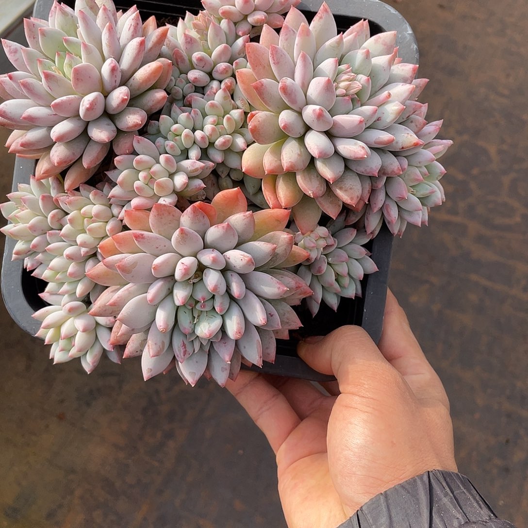 明珠美人精控群生18厘米可挑