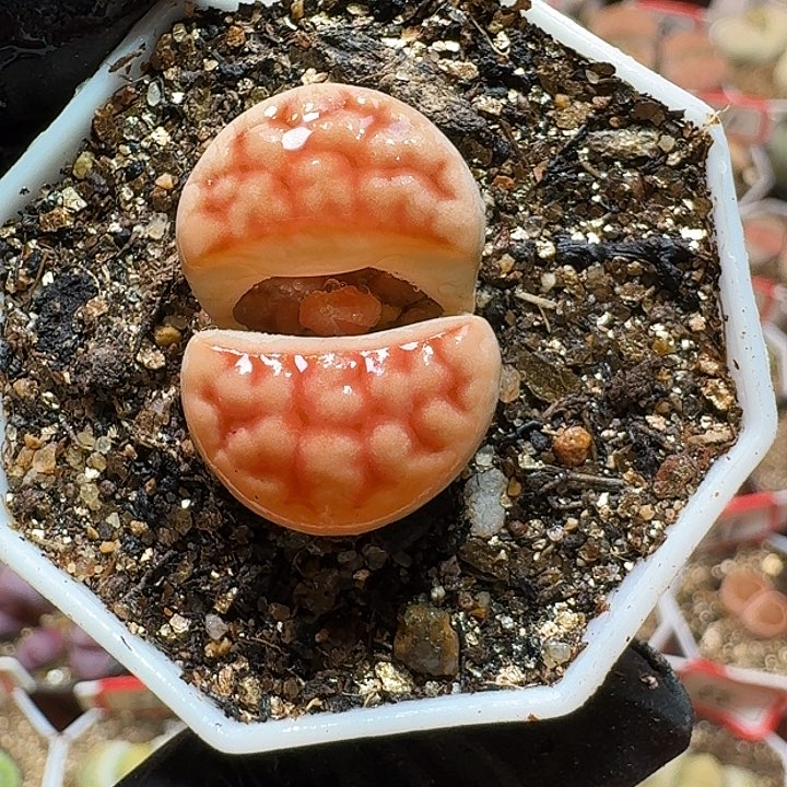 生石花233:：：。  270