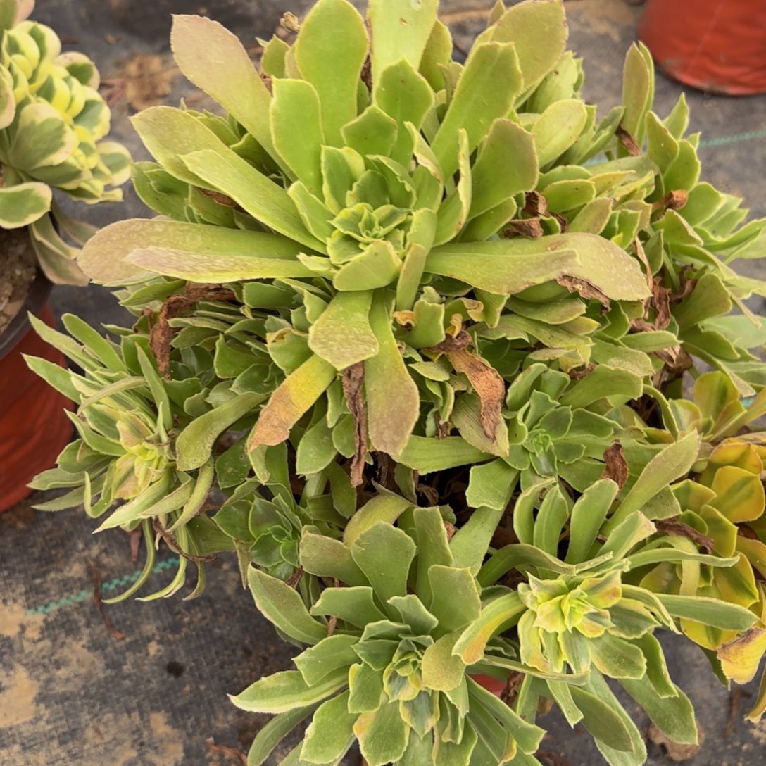 213多肉植物捧花的