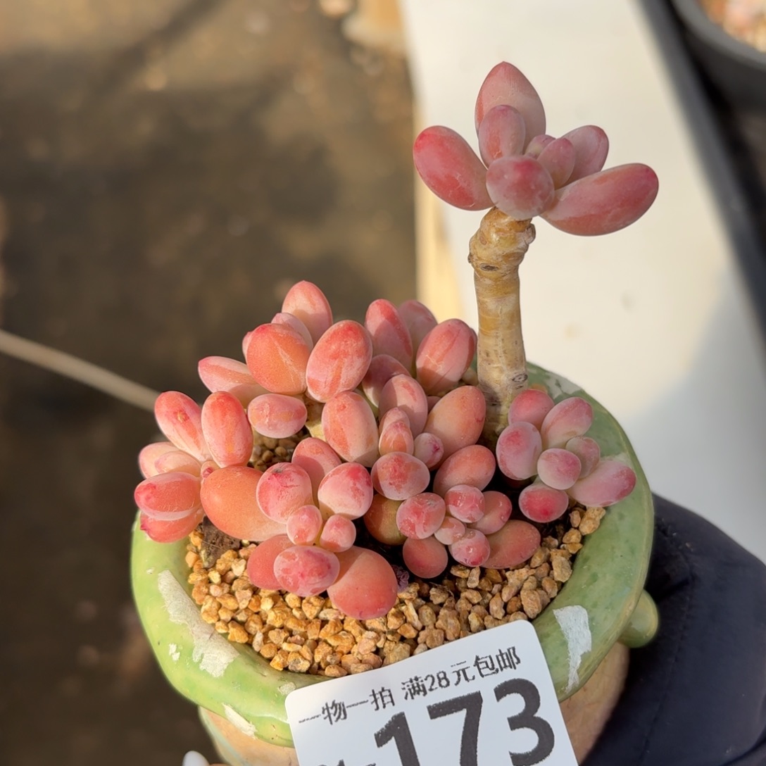 樱花奶多肉无盆土发货