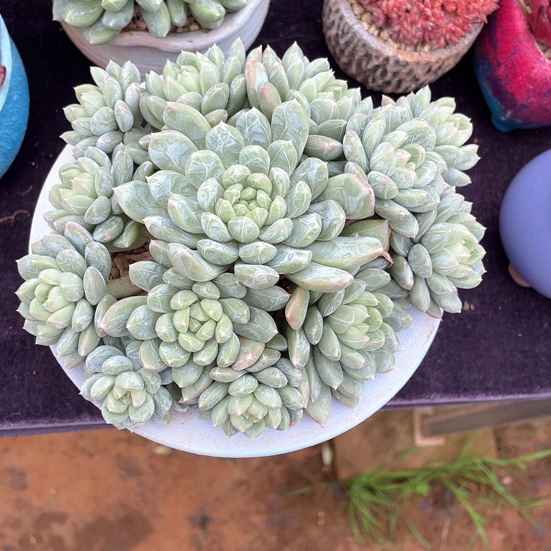 多肉植物一物一拍