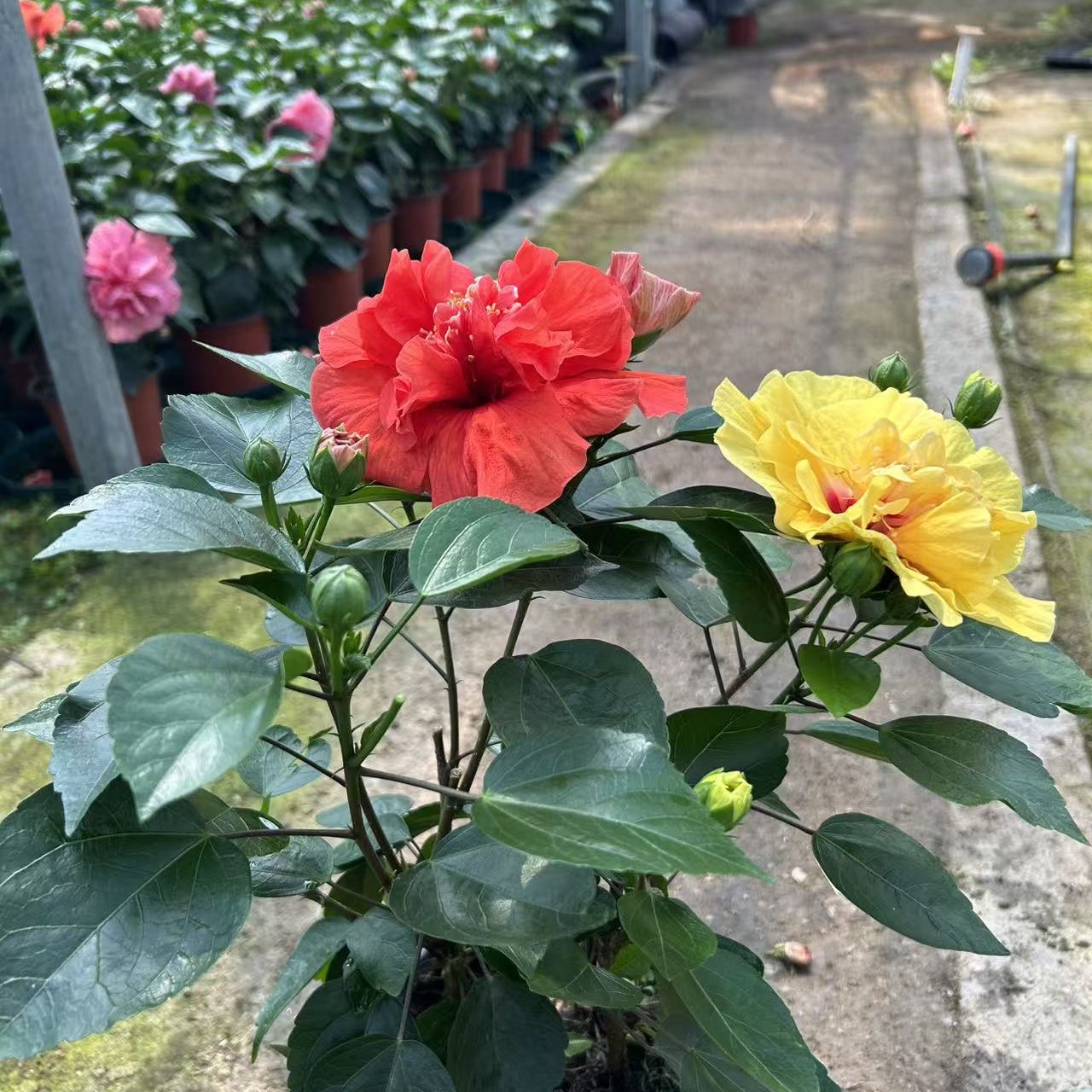 丹麦木槿重瓣大花6号链接150盆径红黄两色，四季开花可盆栽地栽