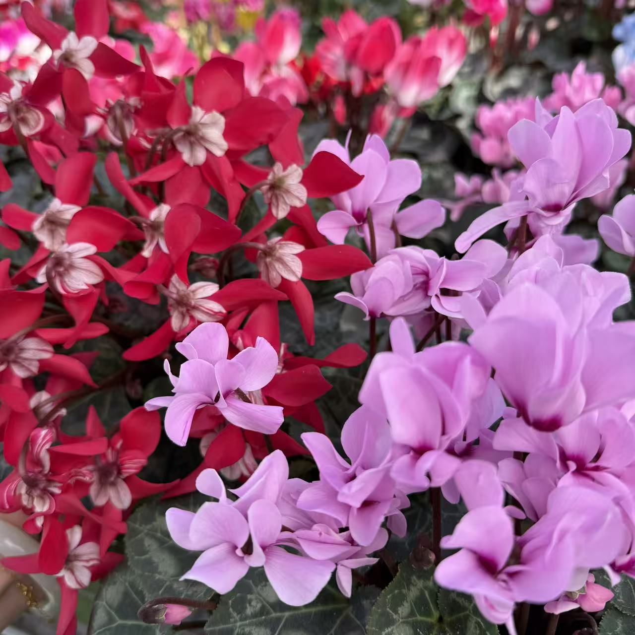 【小风车+蝶衣】小盆仙客来 花量特别大 花色丰富年宵花