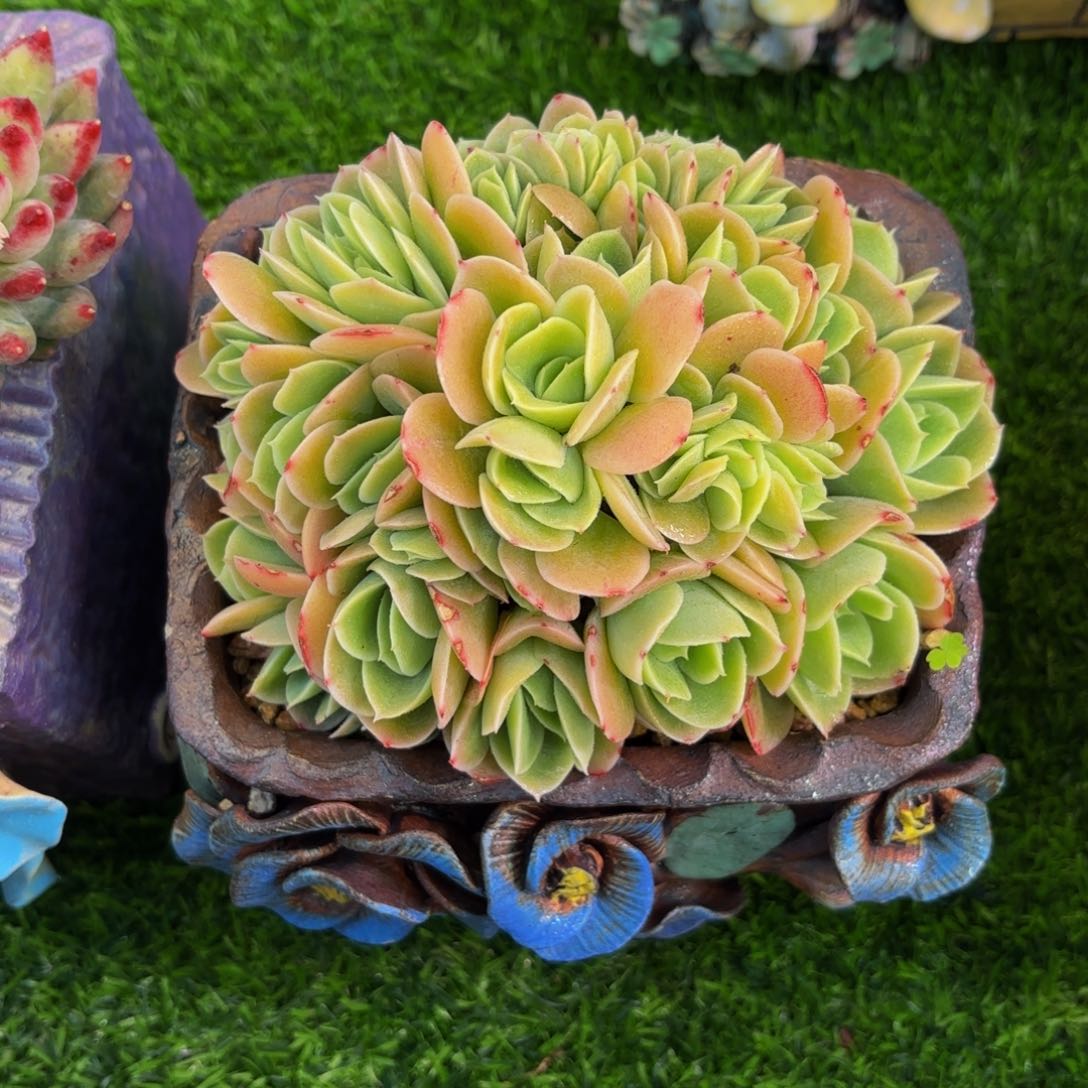 闪购自营～星娜塔。