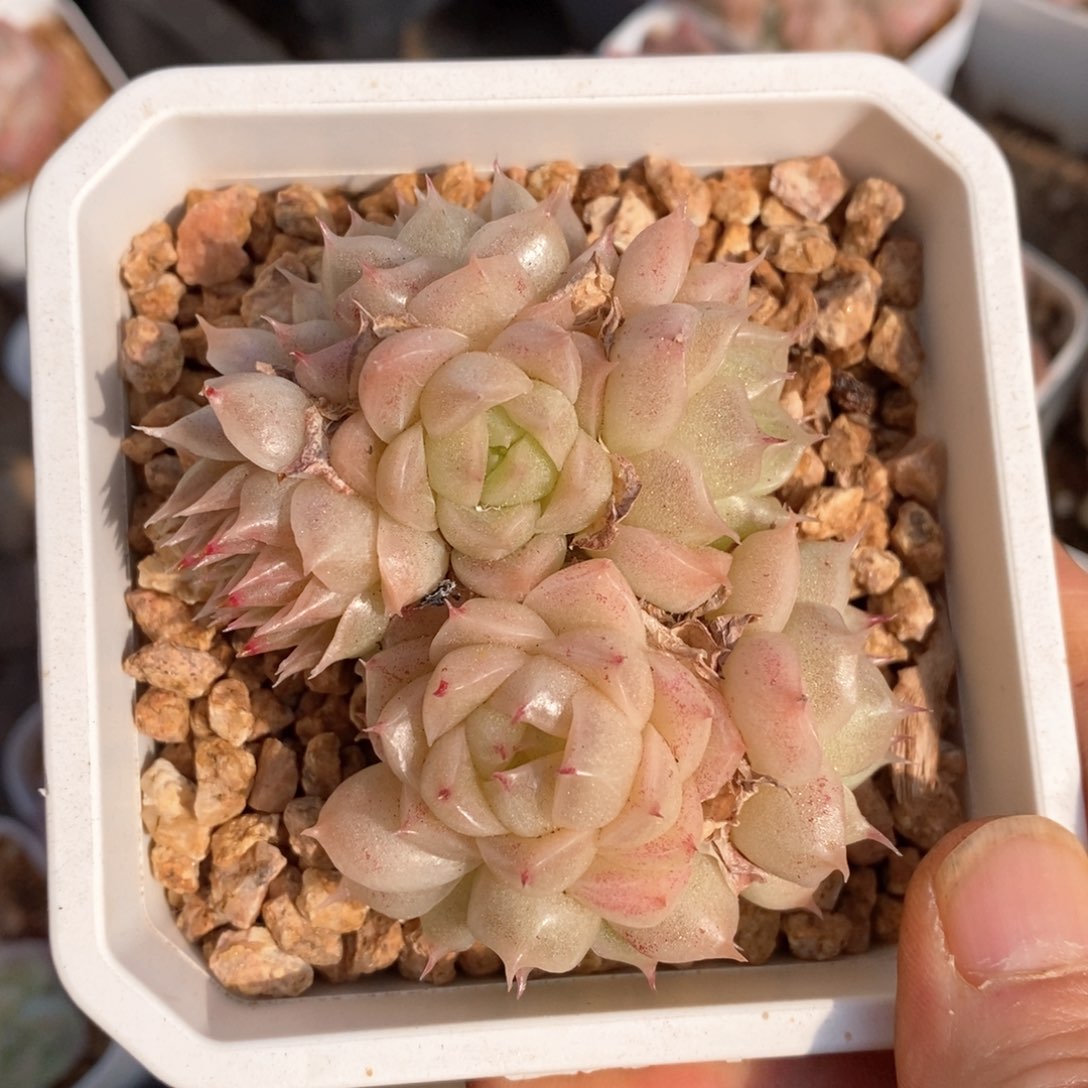 精品多肉一物一拍不包整307