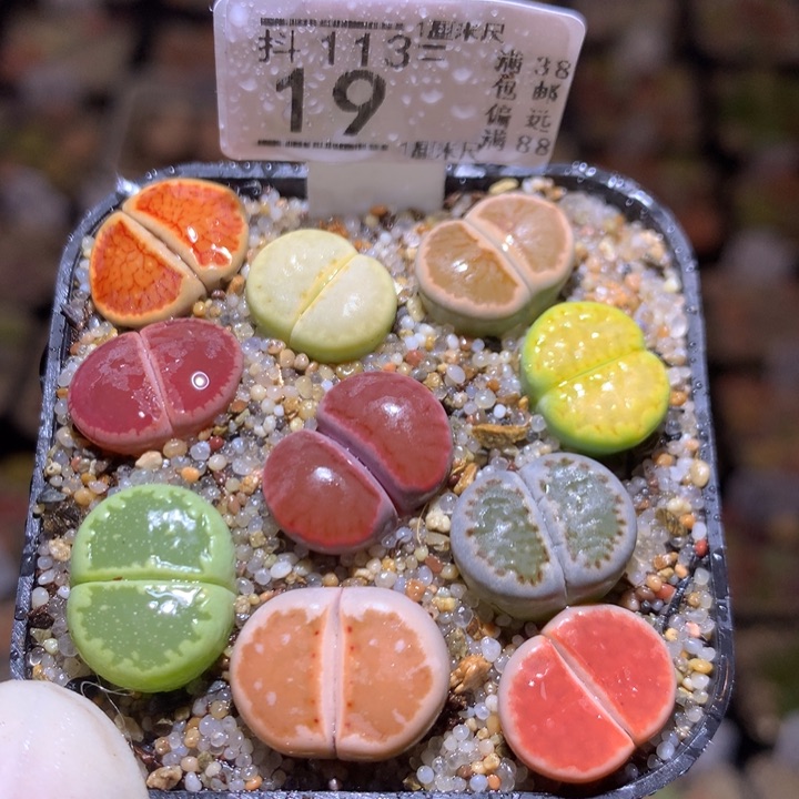 精品生石花113.19