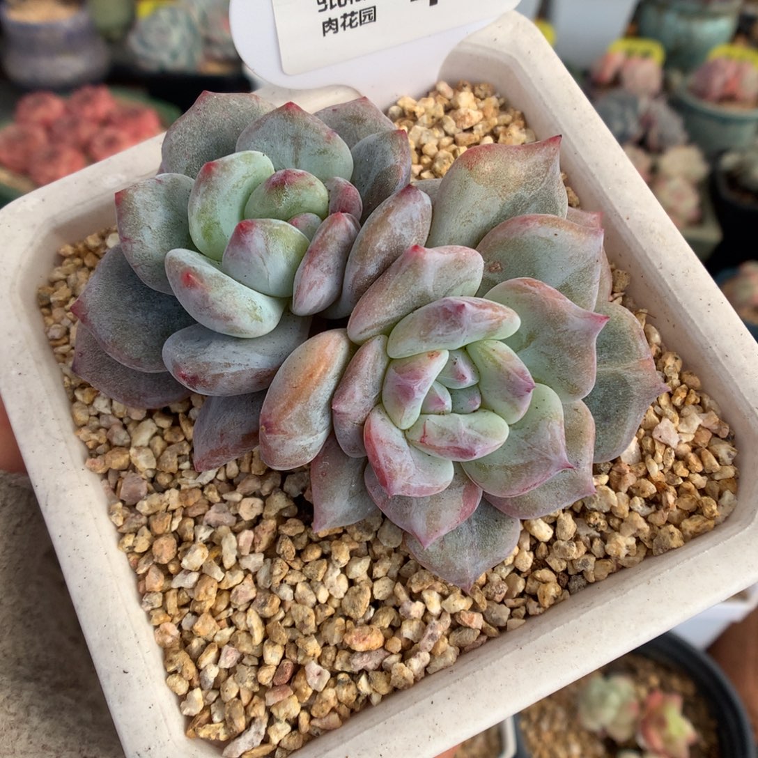 443双头绿锦星影石化