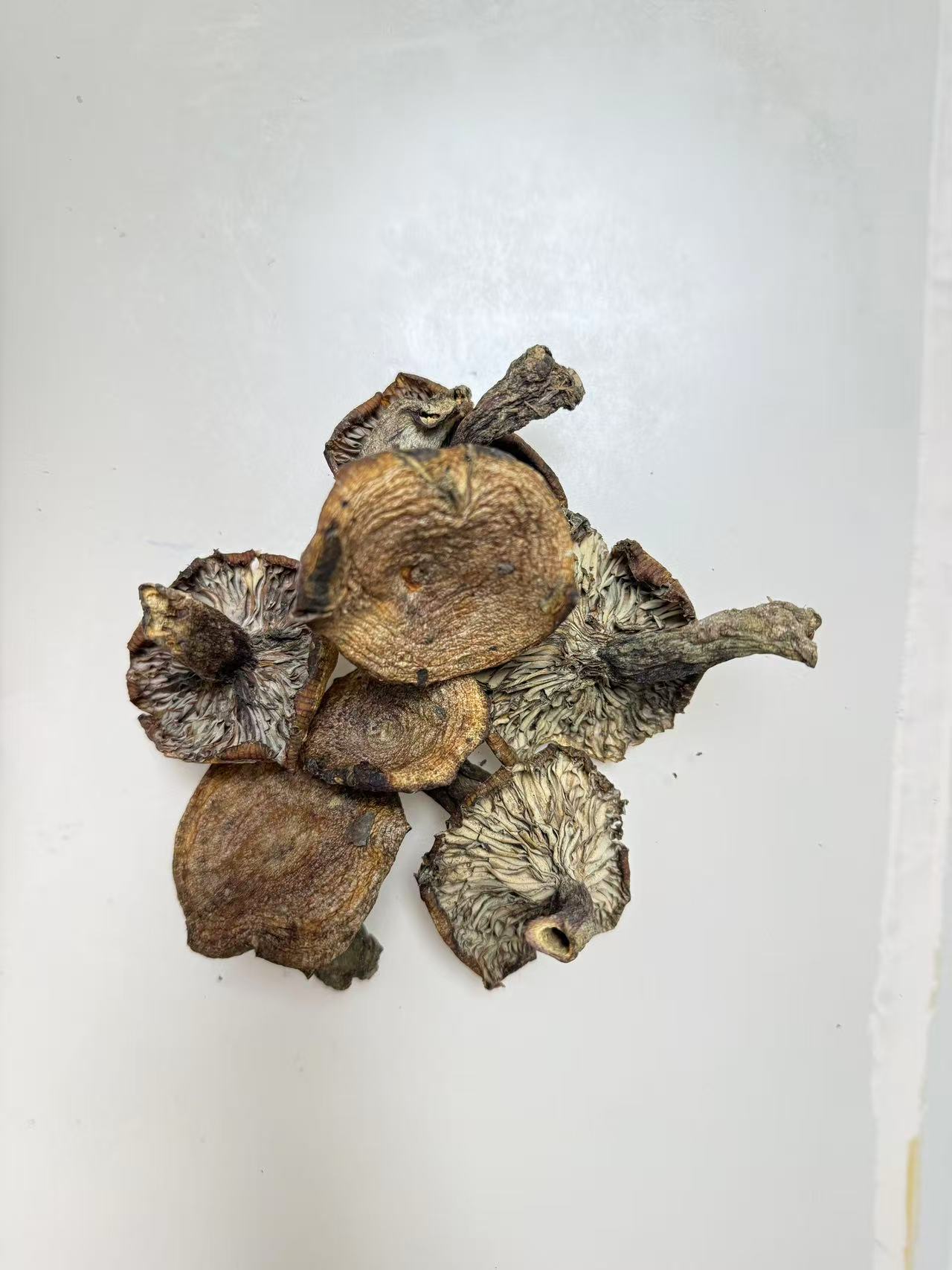 四川野生松菌干蘑菇九月香乌枞菌黄枞菌蘑菇九月香野生菌野蘑菇