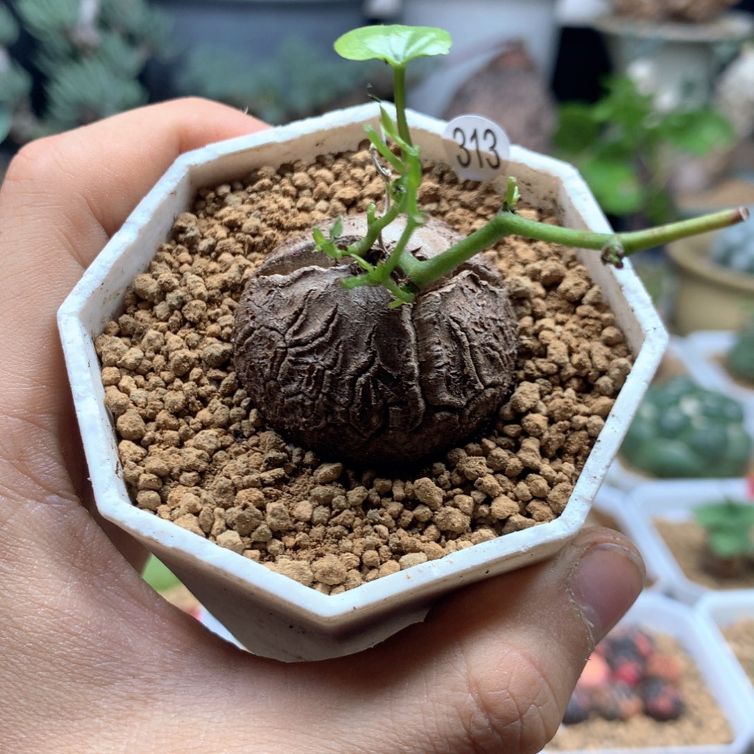 福利南非龟甲龙带盆313