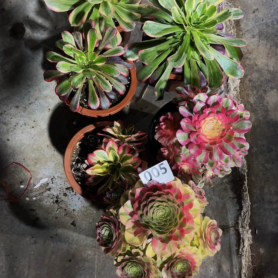 夕*三颗嫩装005雨河福利