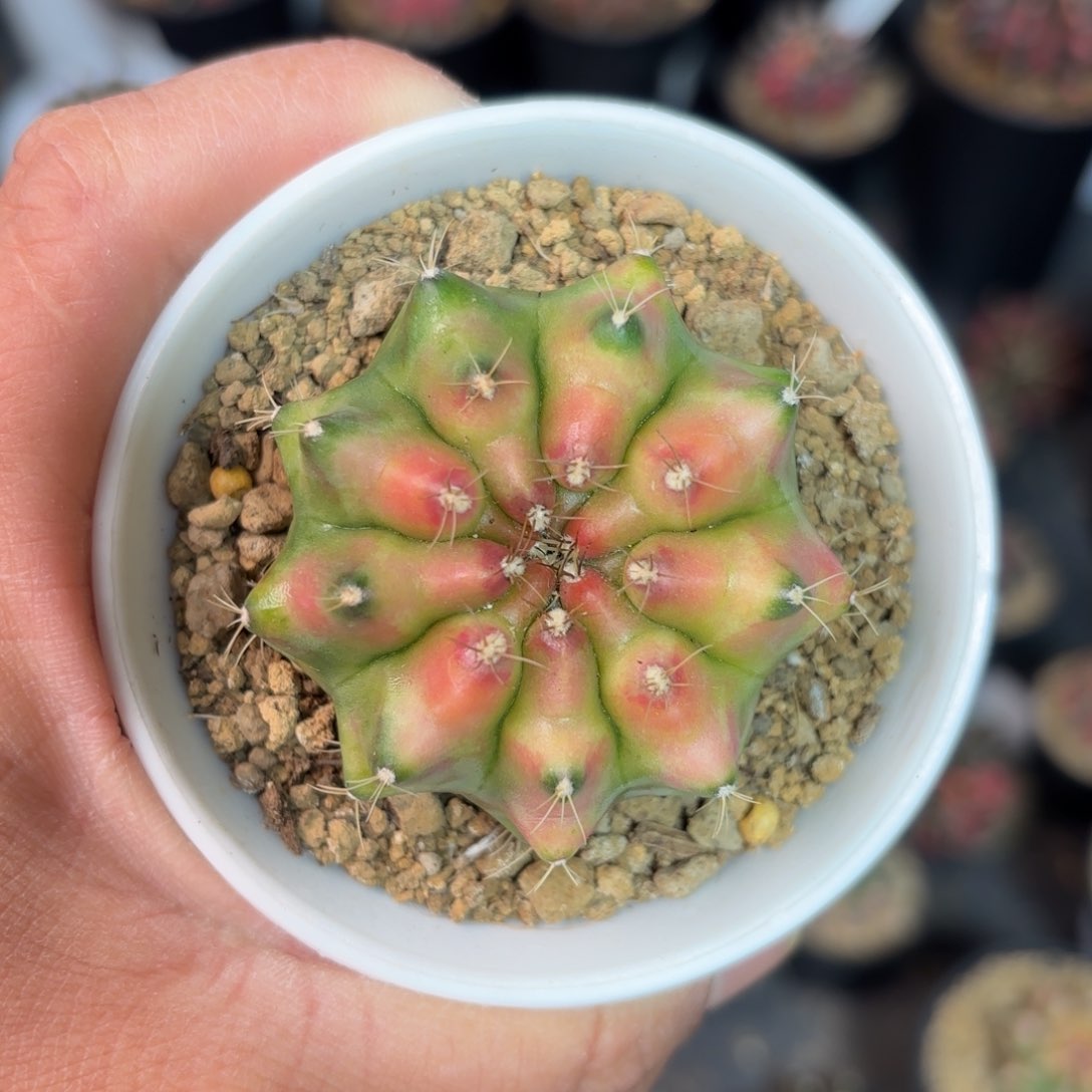  泰系粉色菠萝仙人球19