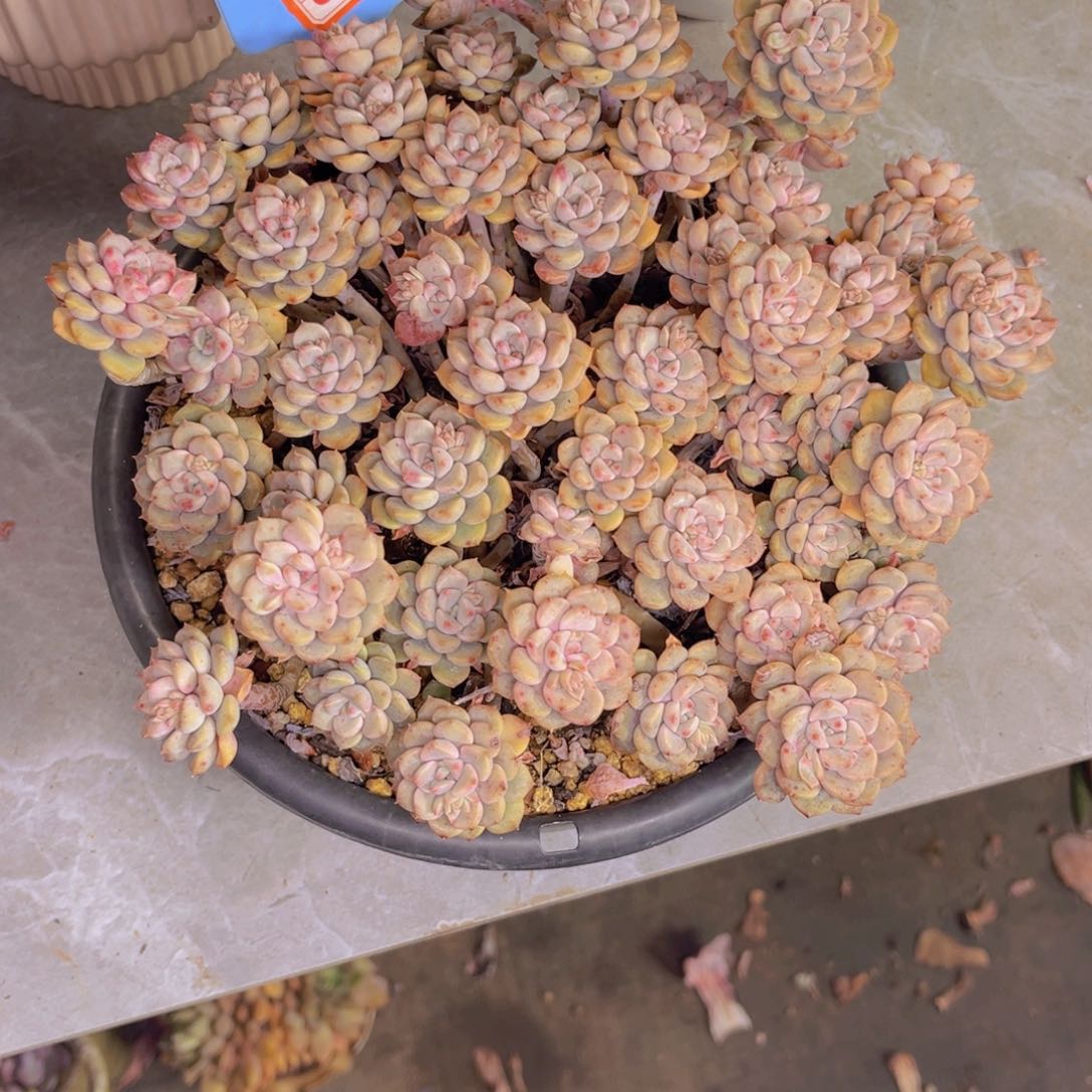 飘***埃粉布偶627多肉植物