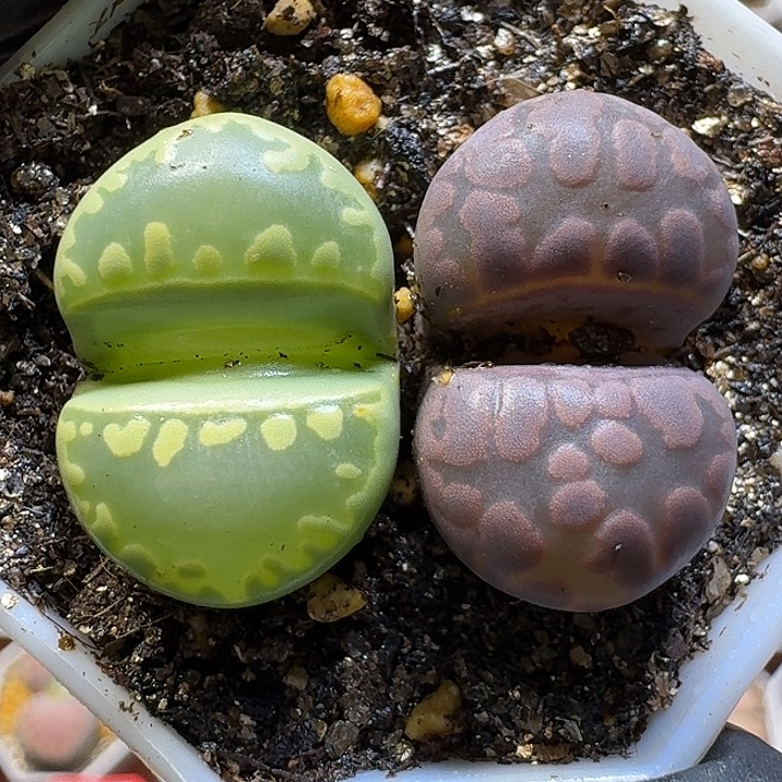 生石花111112。   169