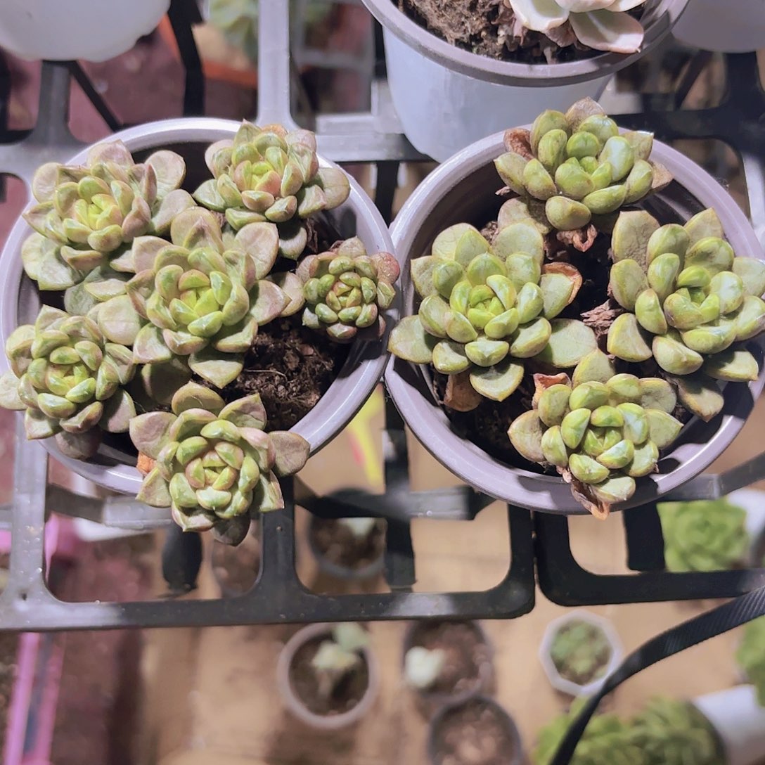 精品老庄葡萄多肉植物