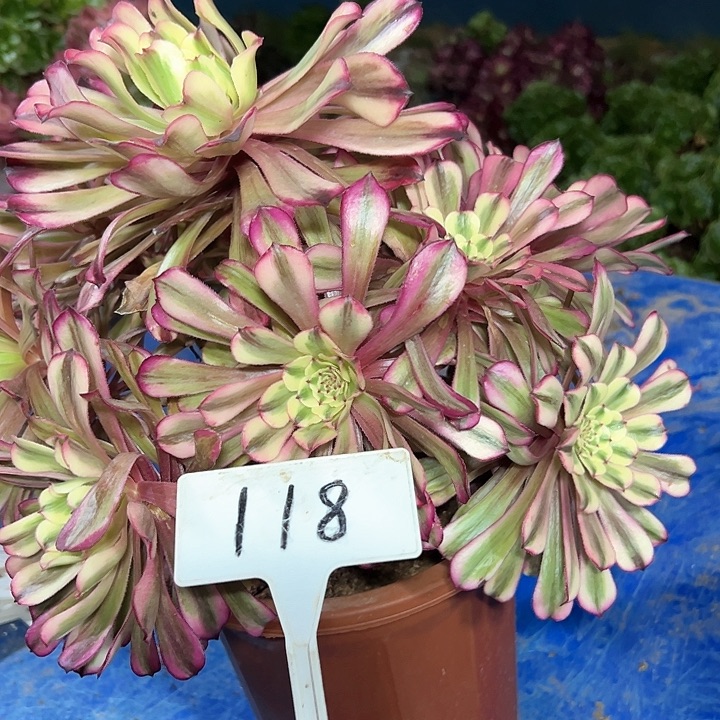 多肉植物十里红装