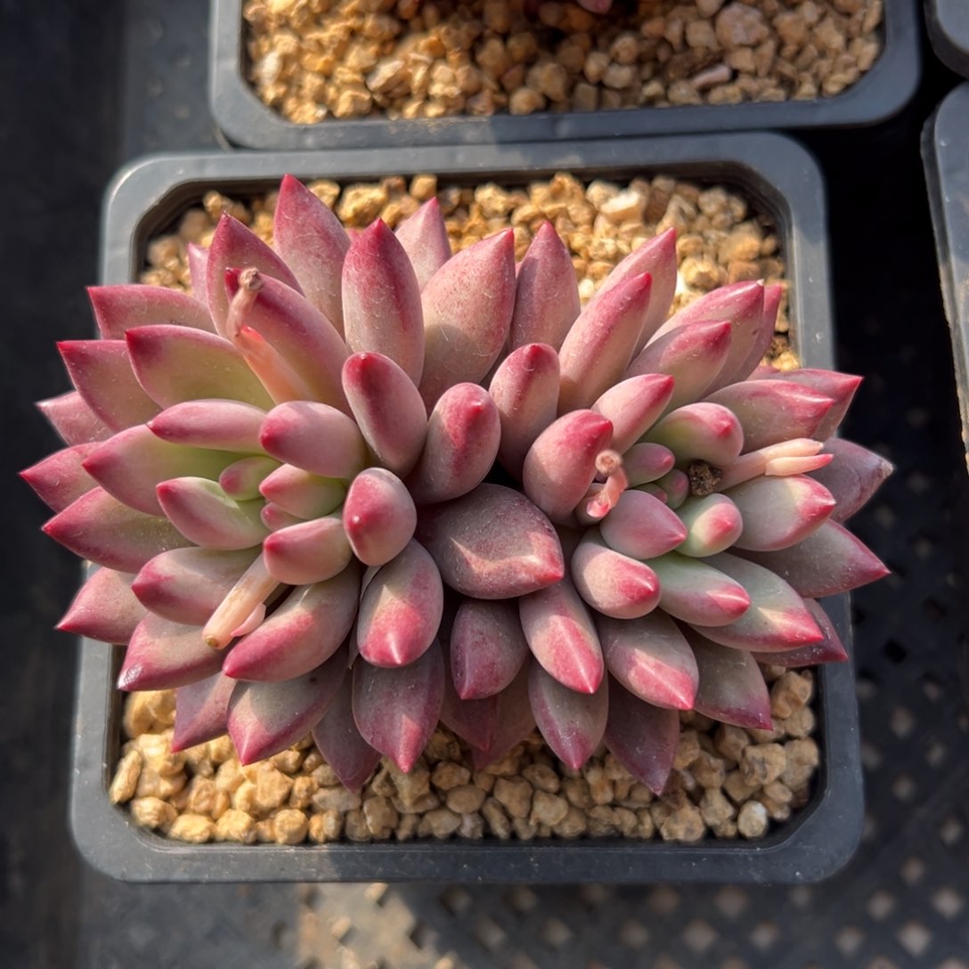 虞美人111111111111111