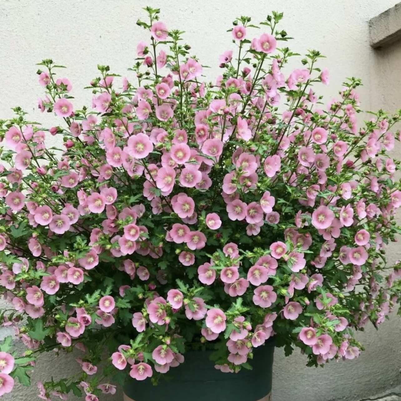 小木槿丛生盆栽木本植物简单美观夏天粉色四季易养客厅阳台盆栽