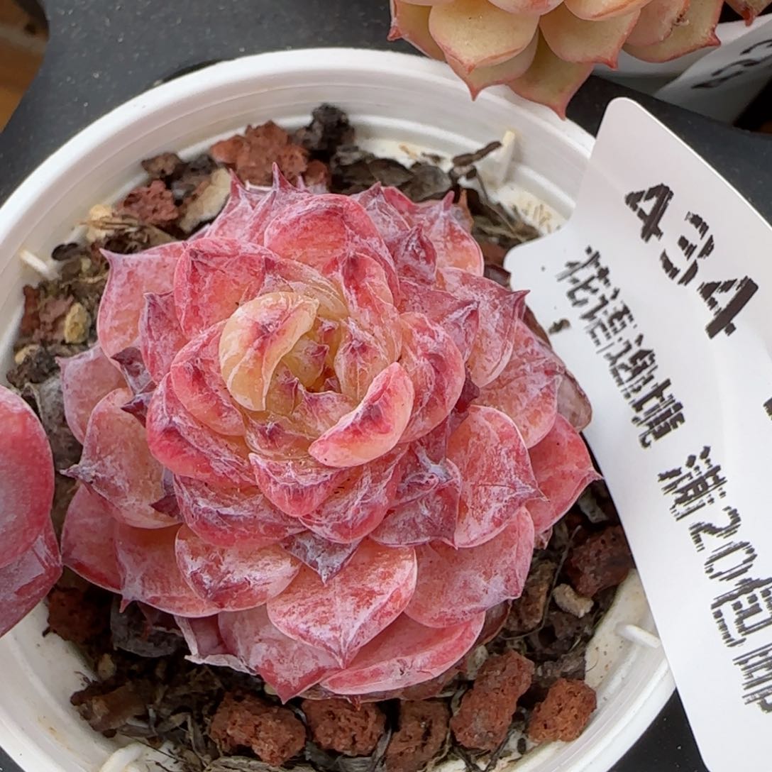 花语逸镜0214-434