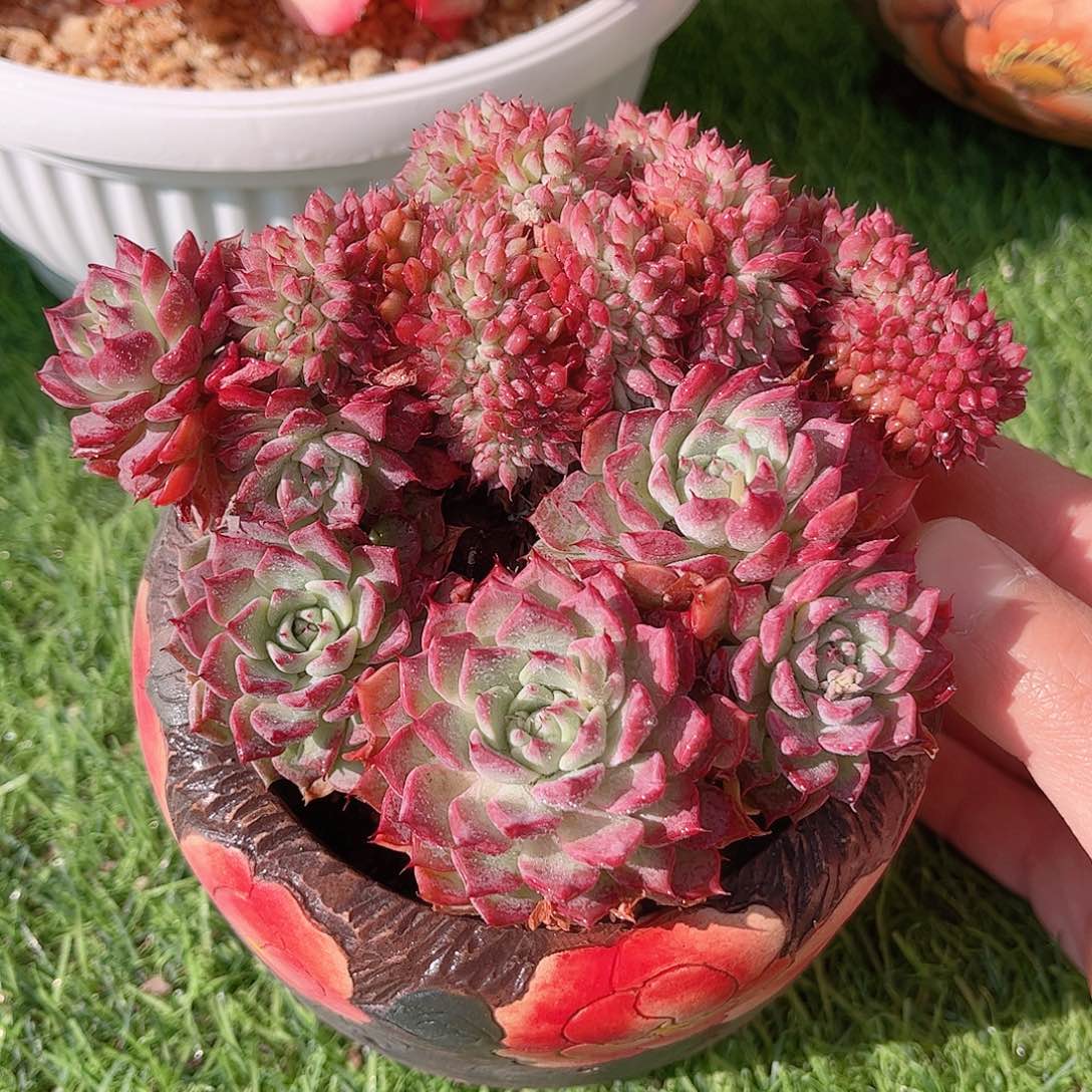 韩版莎拉公主缀化多肉