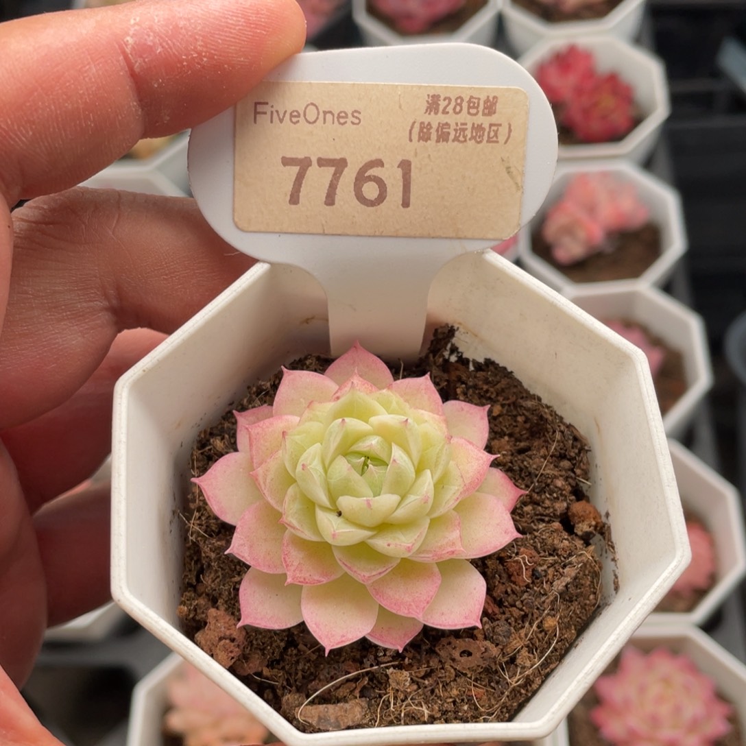 女王7761-4.5厘米