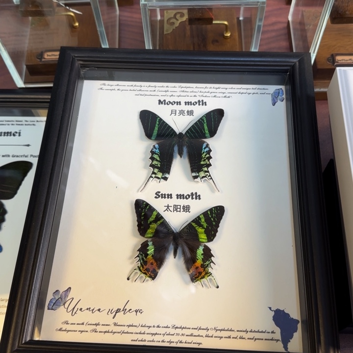 有机玻璃蝴蝶标本蝴蝶标本