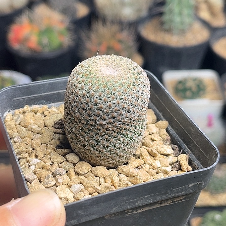 神惠丸实生球一颗3公分