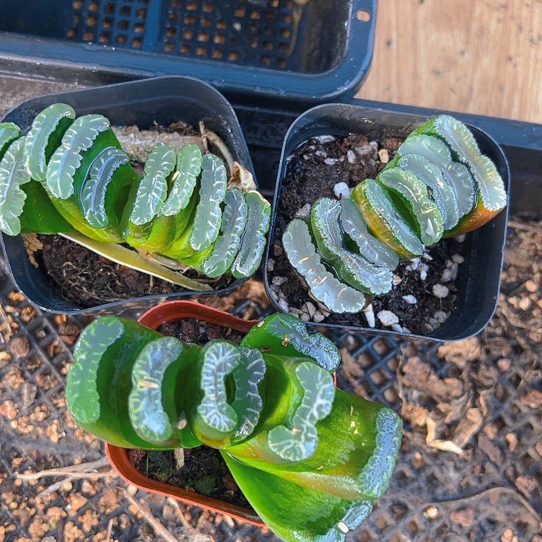 处理玉扇多肉多肉一颗