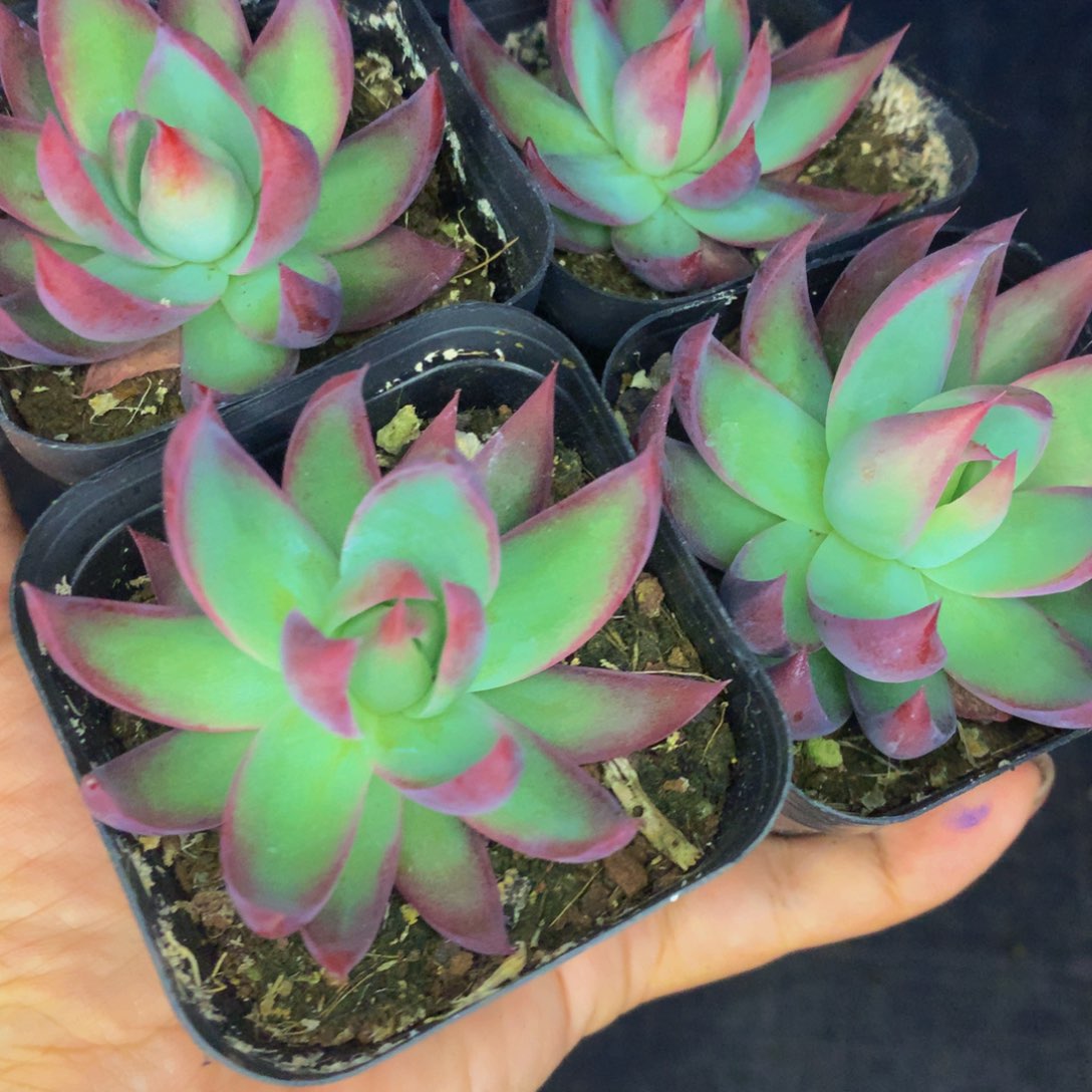 惊鸿仙子 内勾 （满9.99包邮不满9.99发叶子）