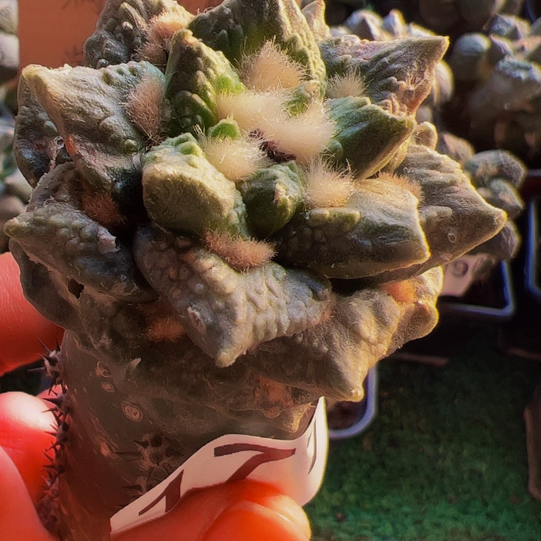 无花朵短尤龙角龟甲牡丹177