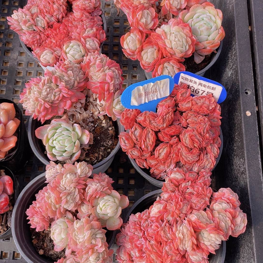 量拍67号 胭脂缀化一个