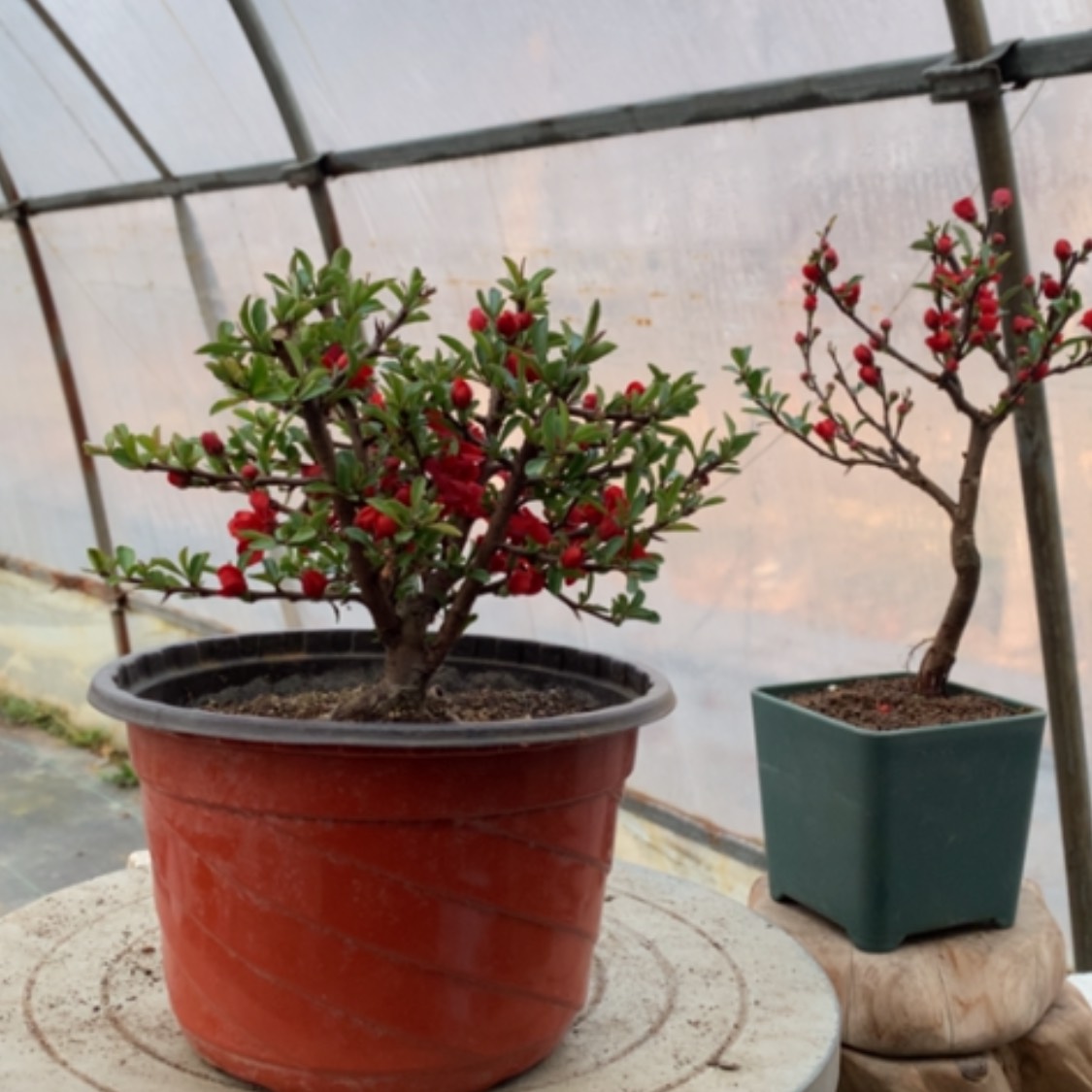 【闪购商品】仙**骨原生